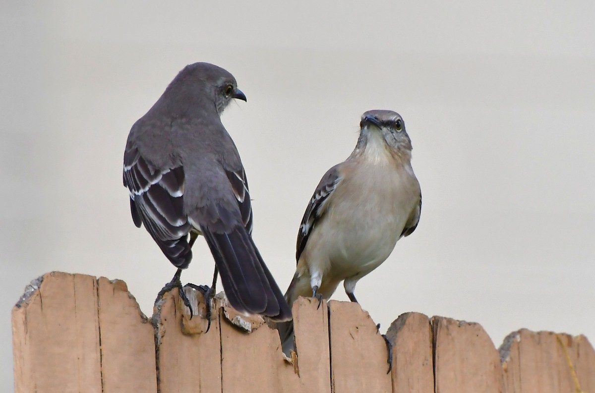 Northern Mockingbird - ML646201009