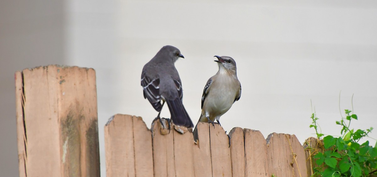 Northern Mockingbird - ML646201010