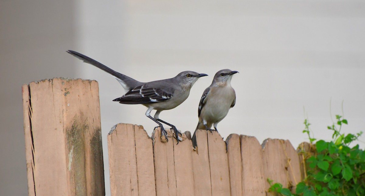 Northern Mockingbird - ML646201011