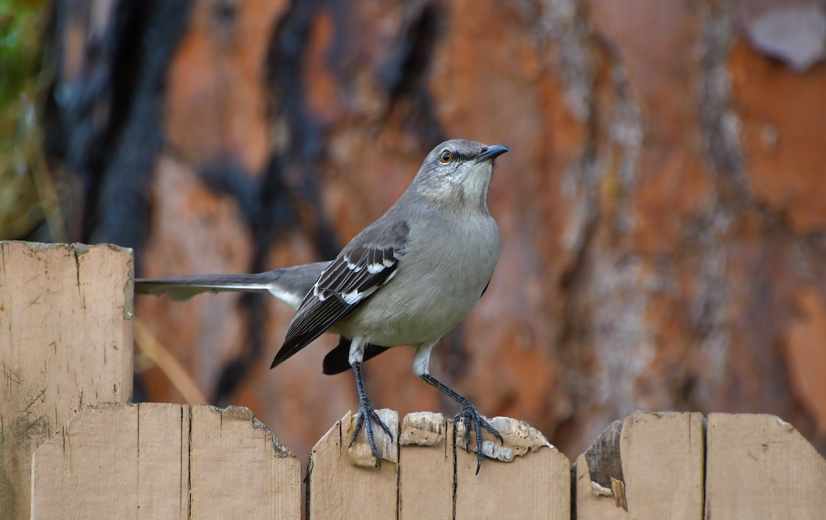 Northern Mockingbird - ML646201012