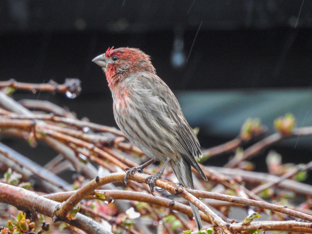 House Finch - ML646201014