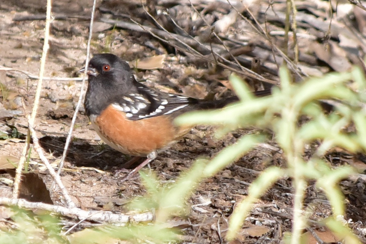Spotted Towhee - ML646201016