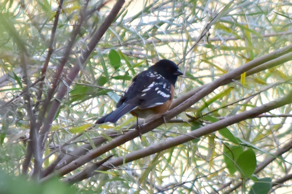 Spotted Towhee - ML646201017