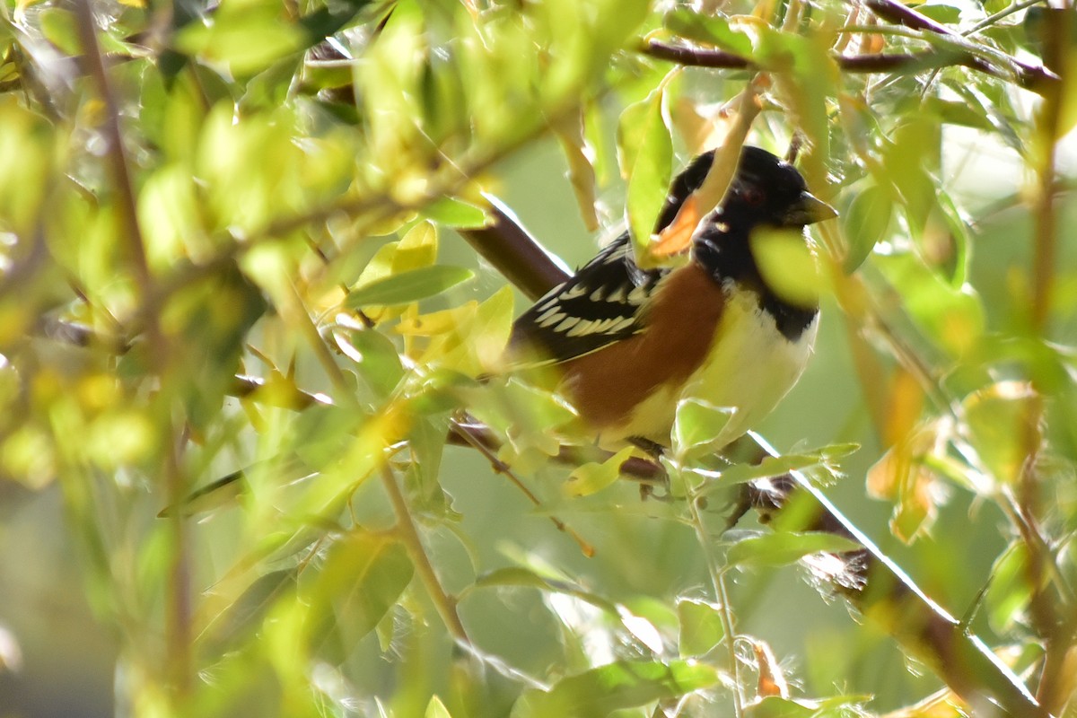Spotted Towhee - ML646201018