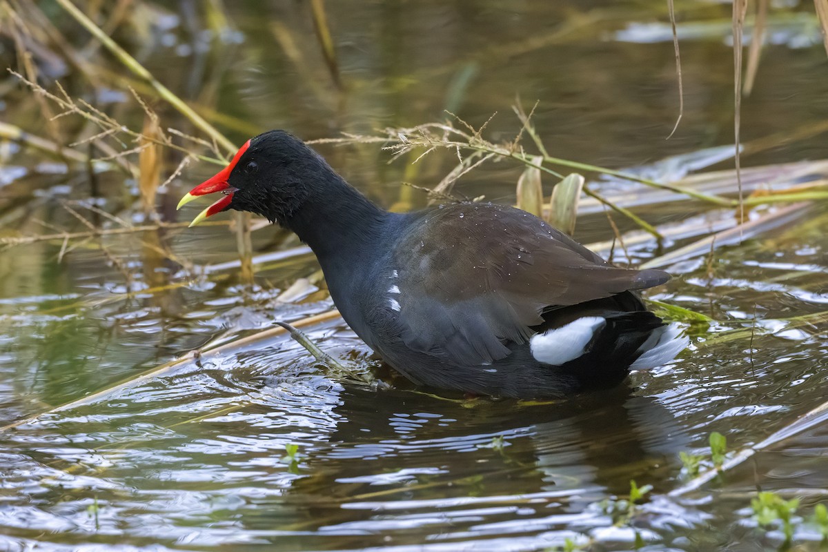 slípka americká - ML646201020