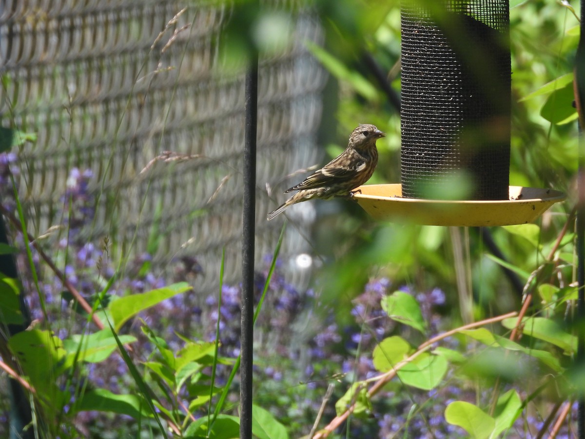 Pine Siskin - ML646201034