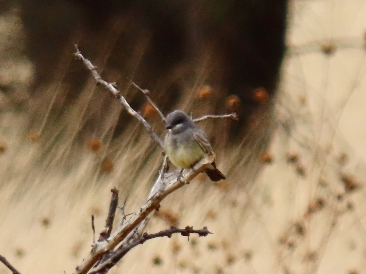 Cassin's Kingbird - ML646201036