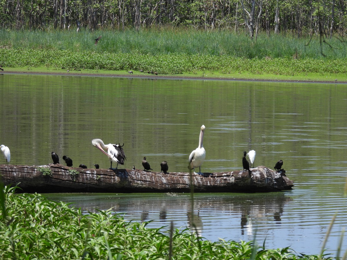 Australian Pelican - ML646201039