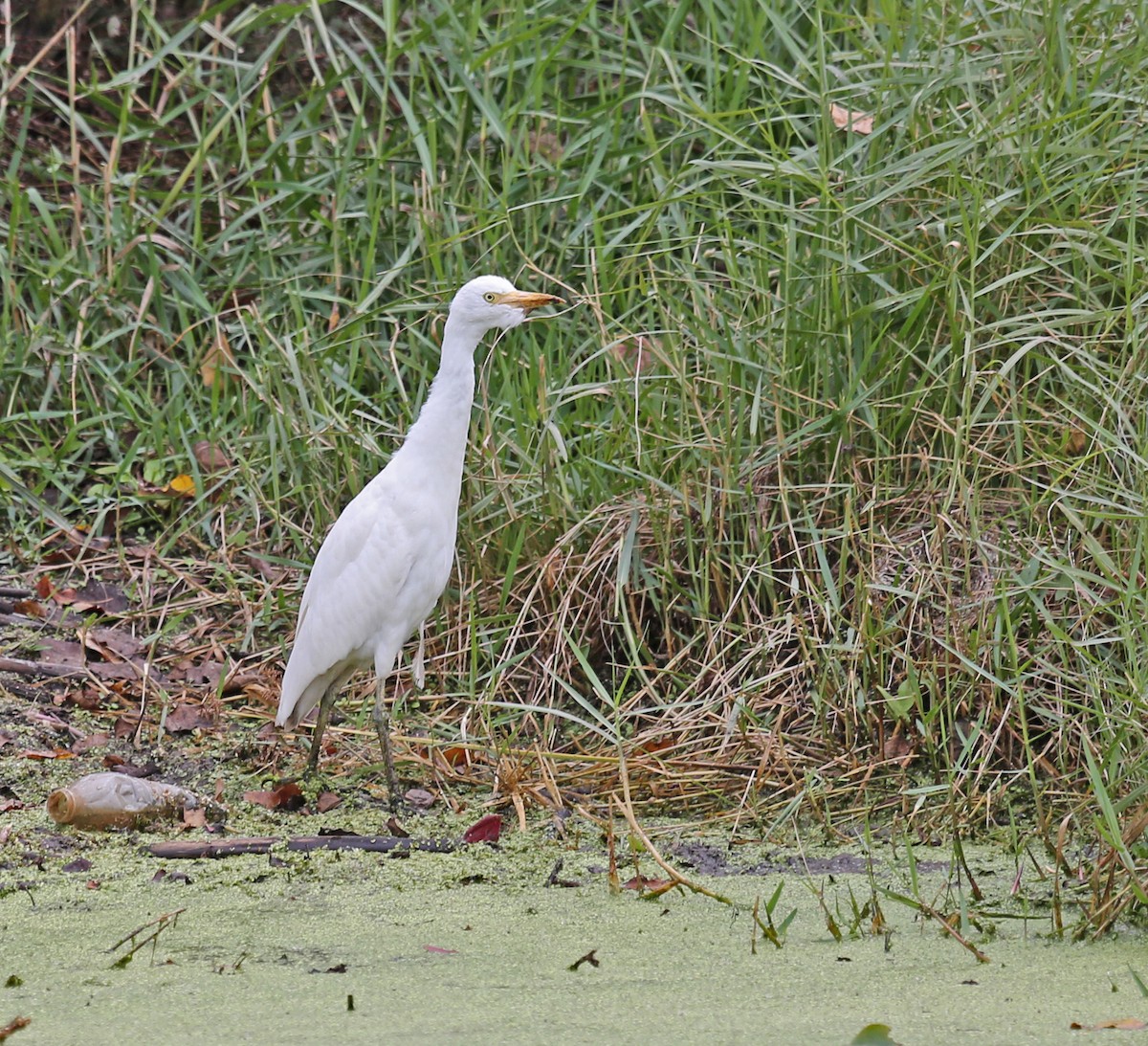 Western Cattle-Egret - ML646201040