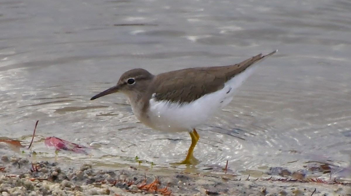 Spotted Sandpiper - ML646201041