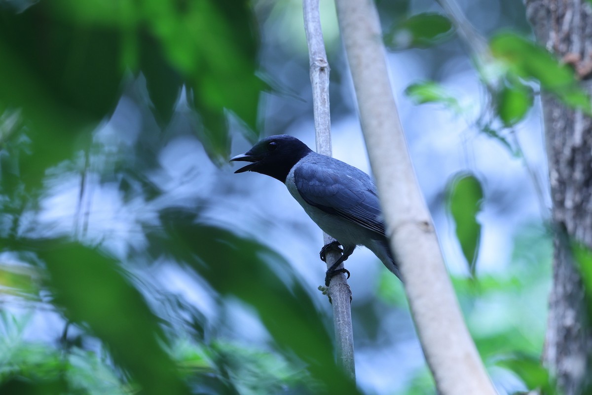 Madagascar Cuckooshrike - ML646201042