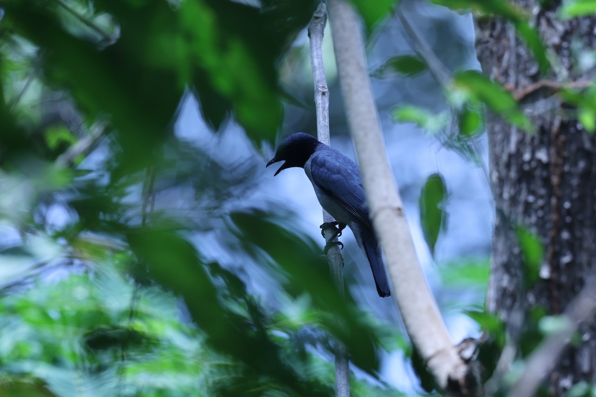 Madagascar Cuckooshrike - ML646201043