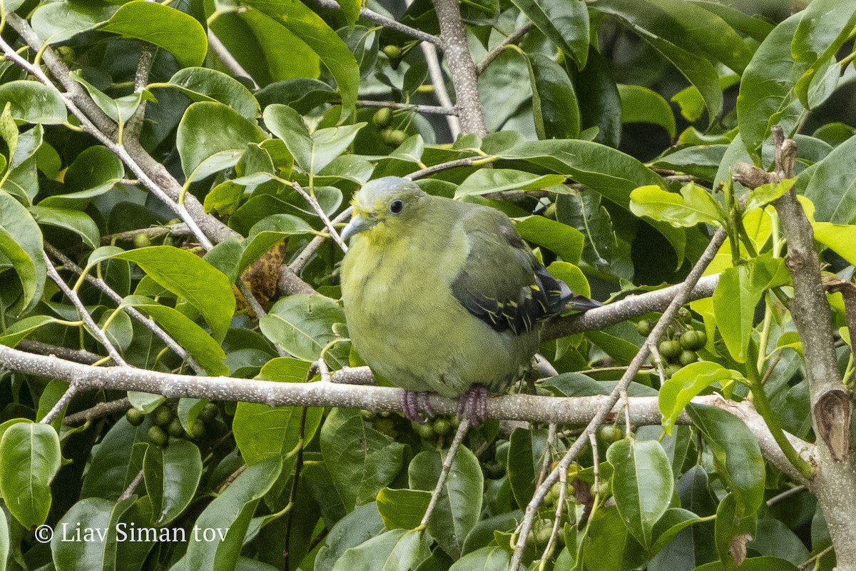 Sri Lanka Green-Pigeon - ML646201044