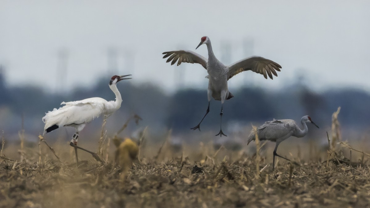 Whooping Crane - ML646201045