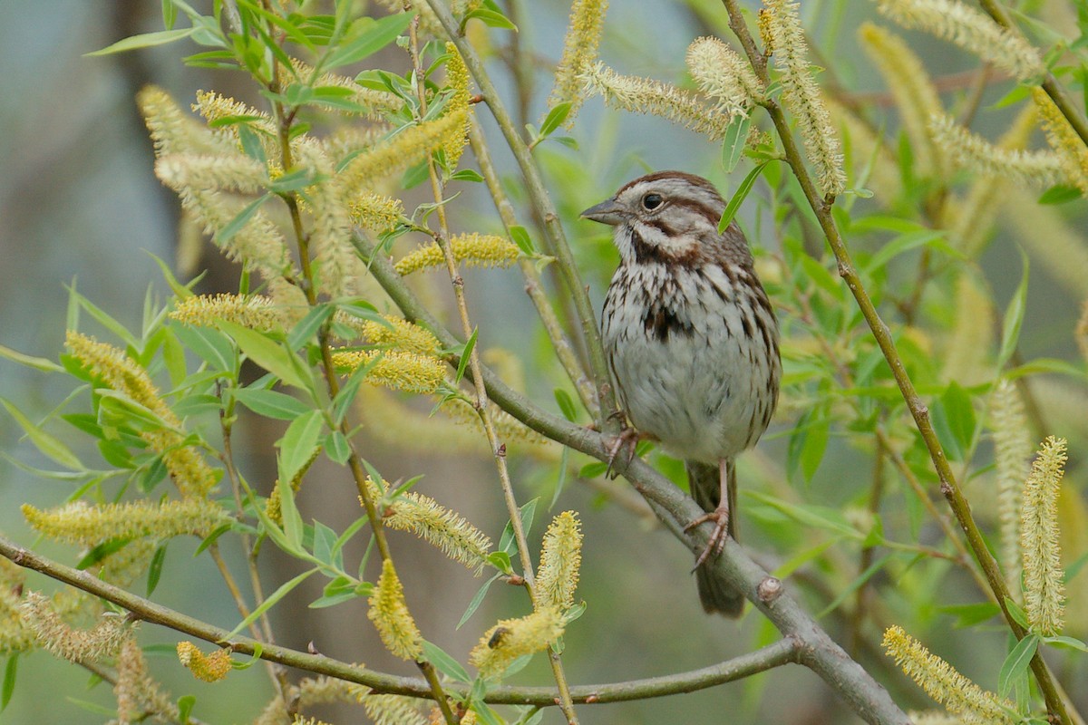 Song Sparrow - ML646201048