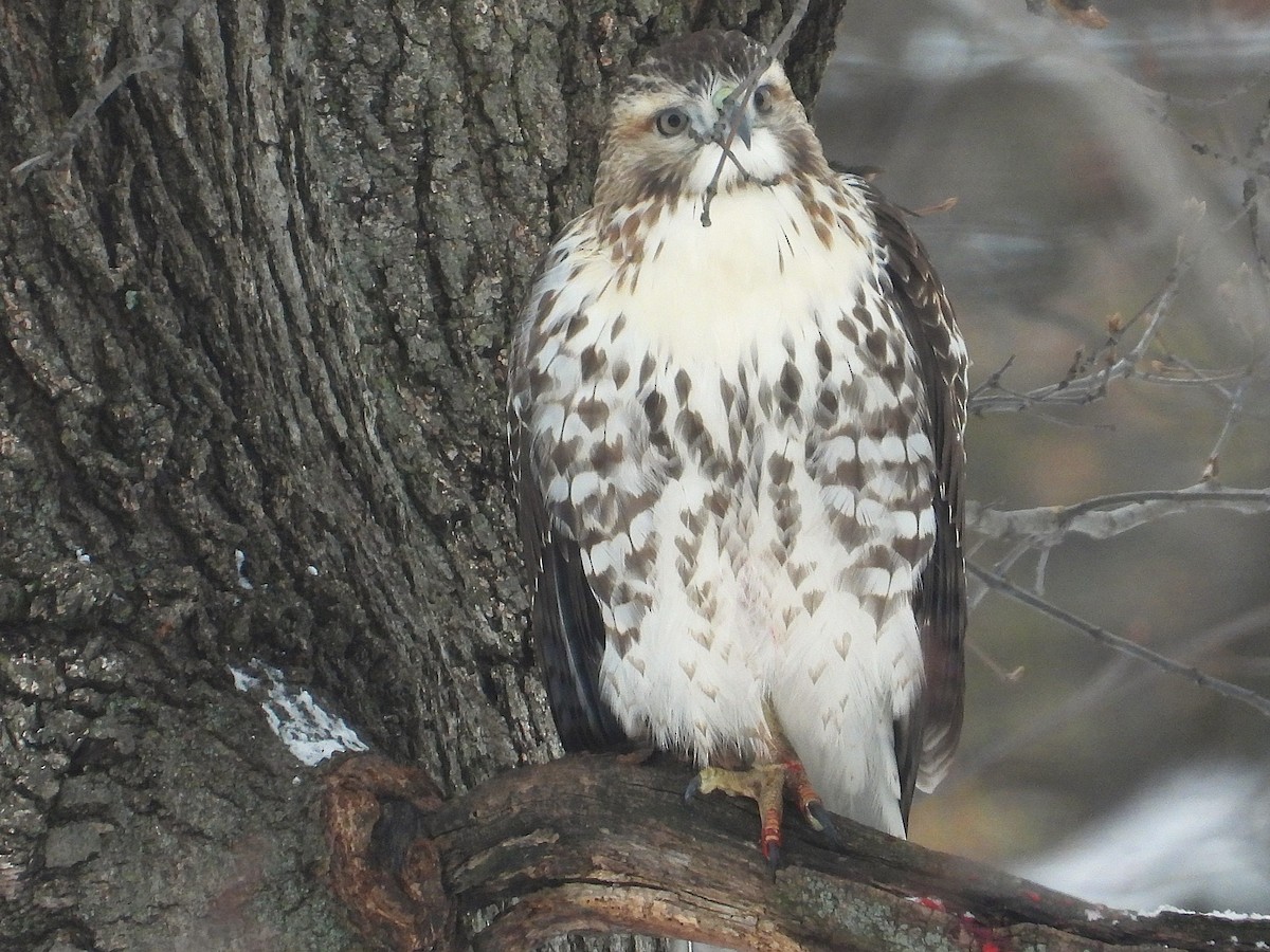 Red-tailed Hawk - ML646201050