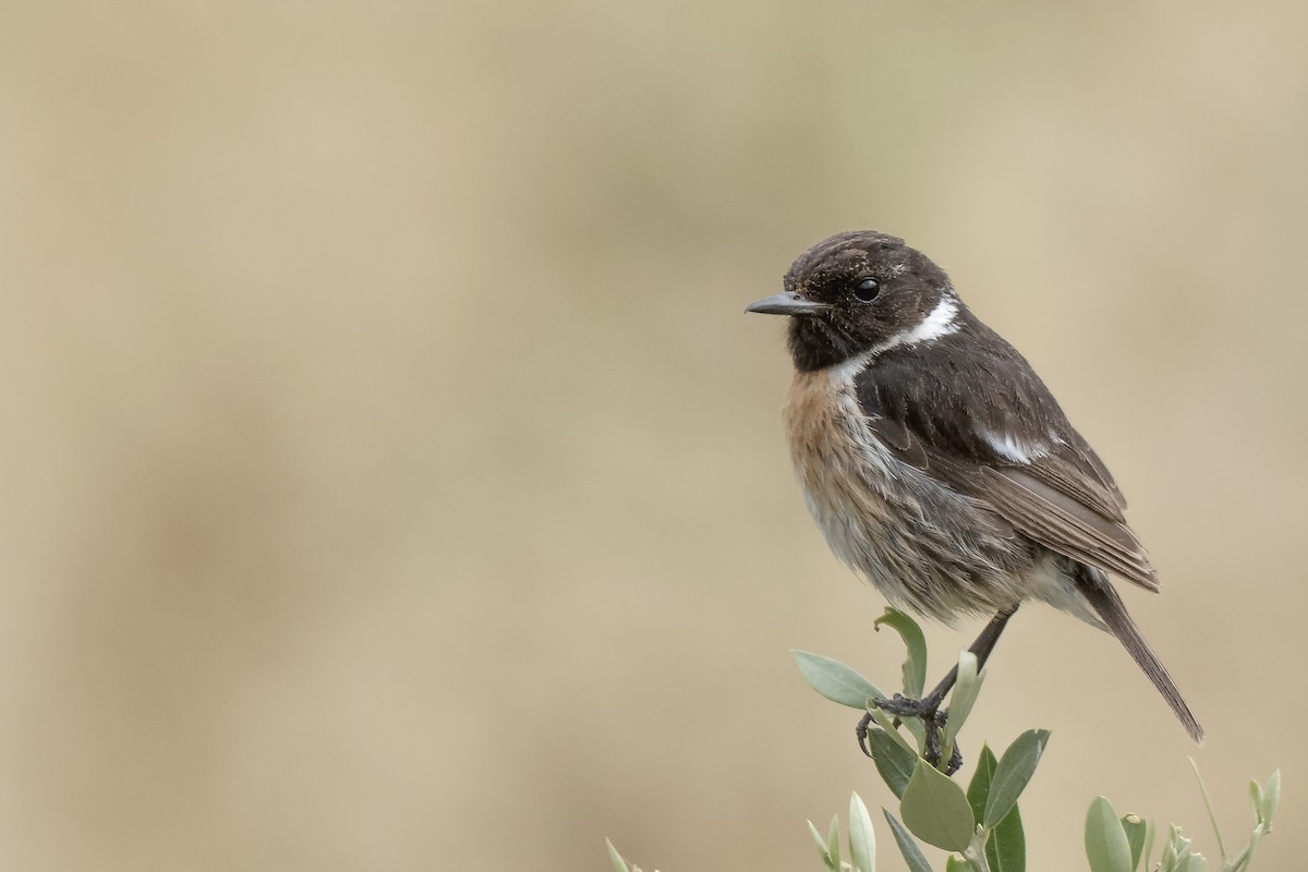 European Stonechat - ML646201052