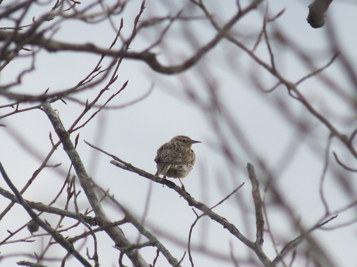Western Meadowlark - ML646201053