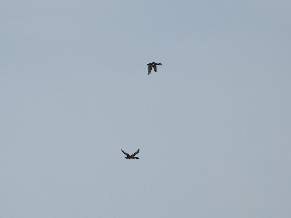 Hooded Merganser - ML646201055