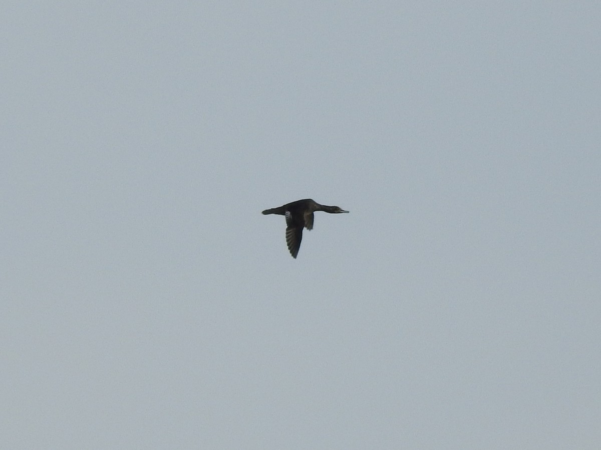 Hooded Merganser - ML646201056