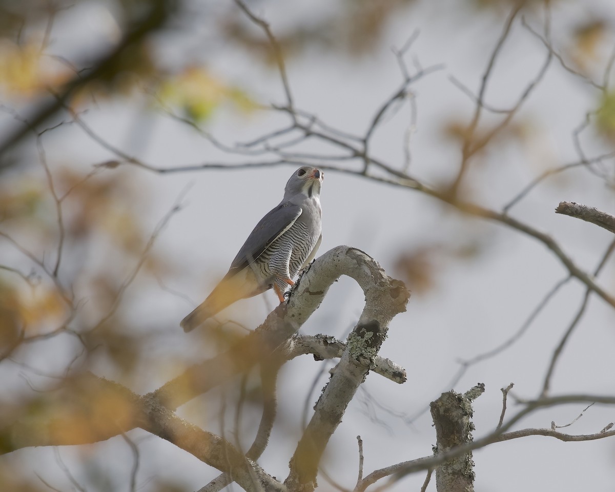 Lizard Buzzard - ML646201057
