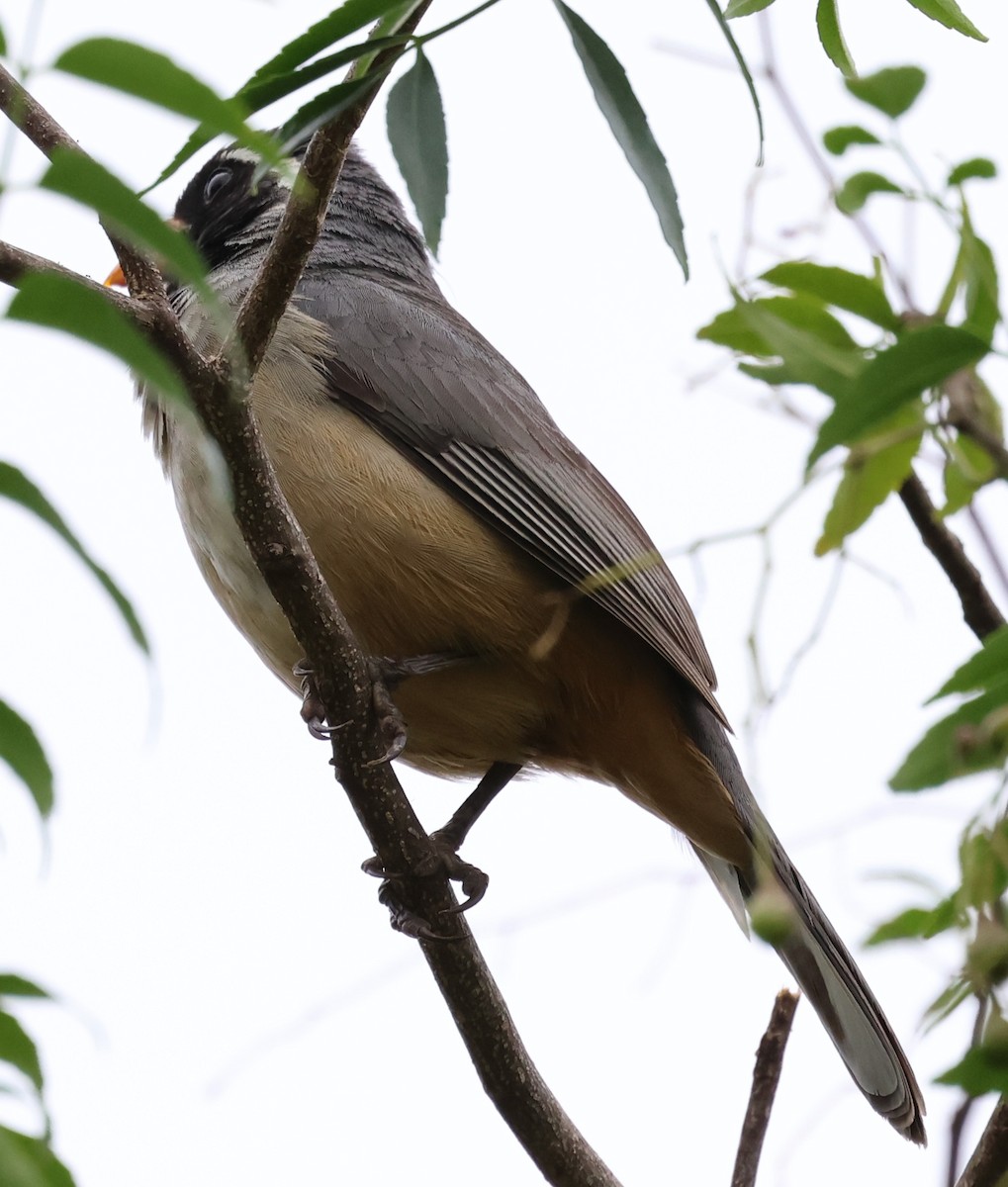 Blue-tufted Starthroat - ML646201059