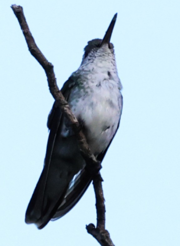 Blue-tufted Starthroat - ML646201060