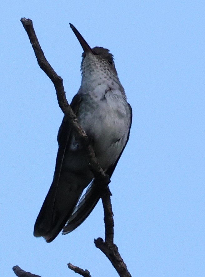 Blue-tufted Starthroat - ML646201061