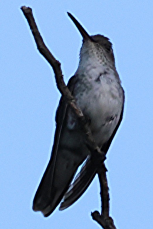Blue-tufted Starthroat - ML646201062