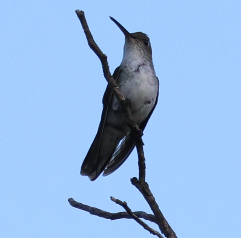 Blue-tufted Starthroat - ML646201063