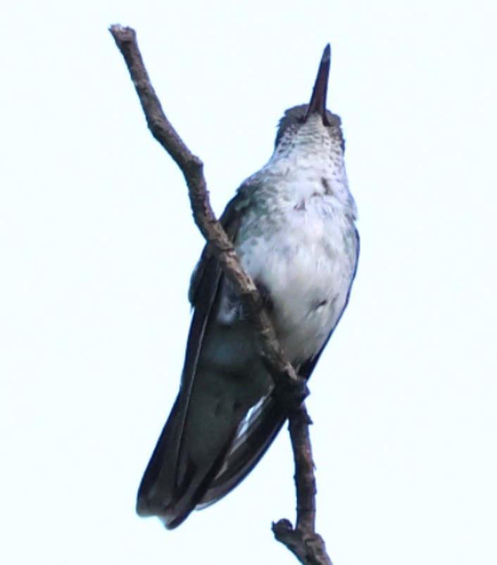 Blue-tufted Starthroat - ML646201064