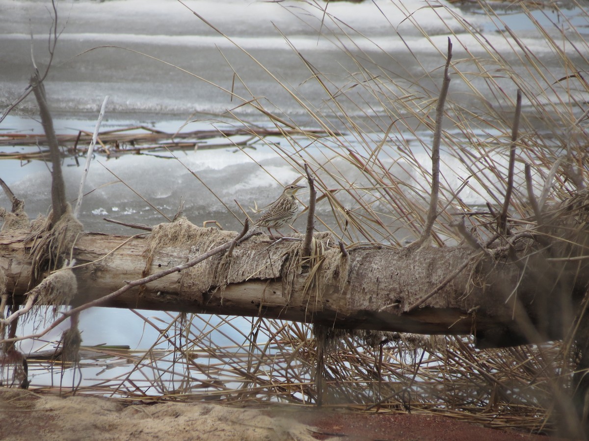 Western Meadowlark - ML646201070