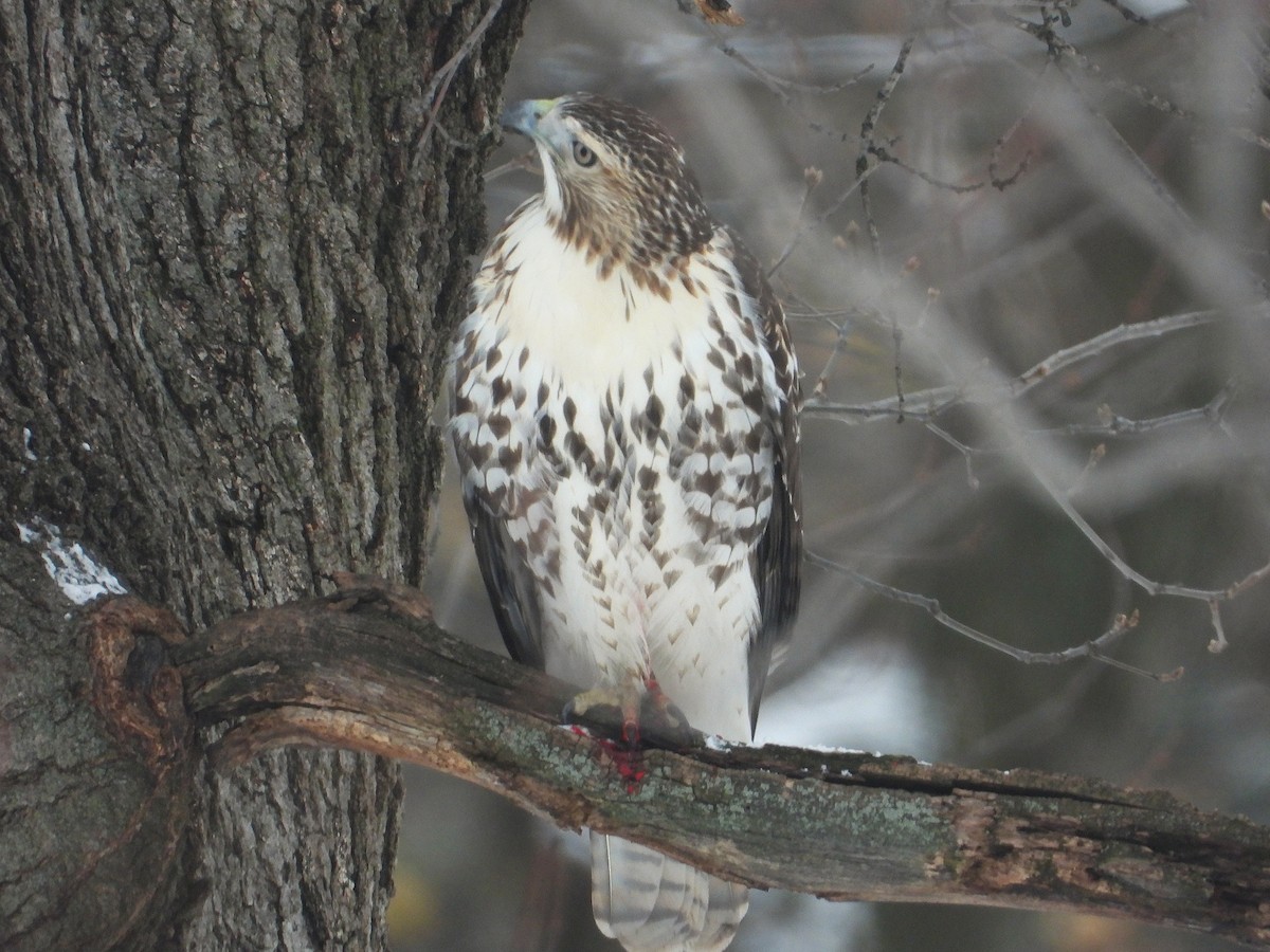 Red-tailed Hawk - ML646201082