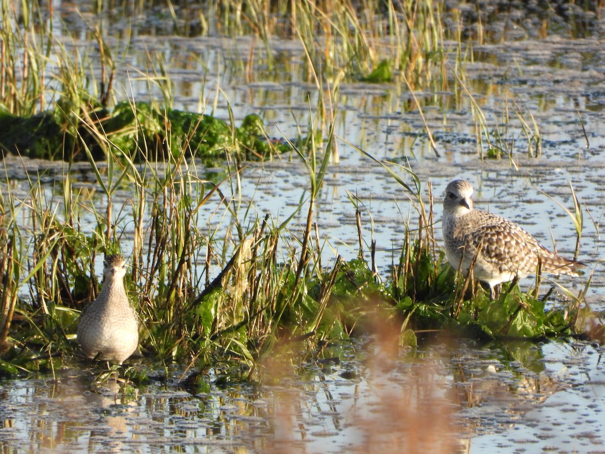 American Golden-Plover - ML646201083
