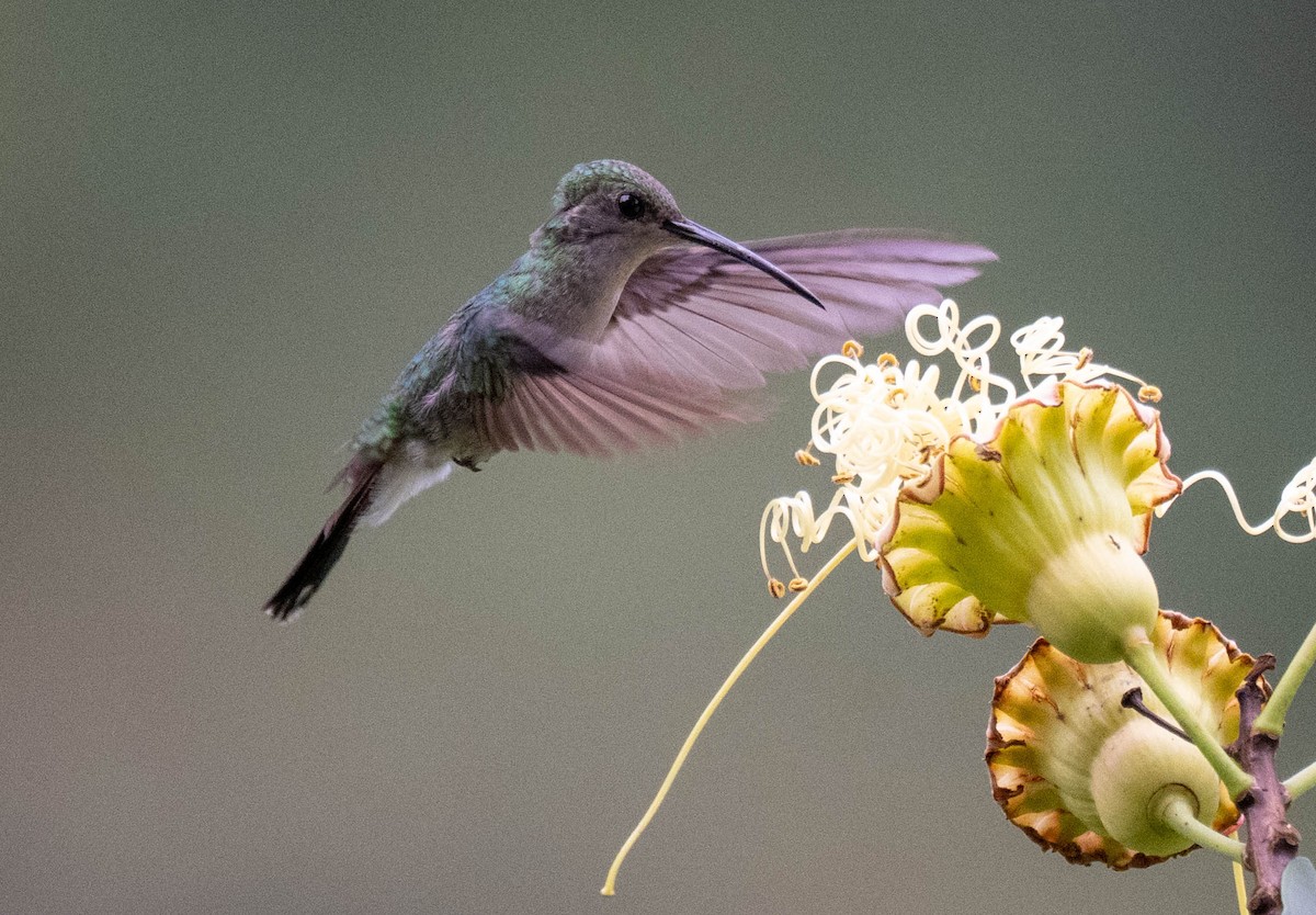 White-vented Plumeleteer - ML646201086