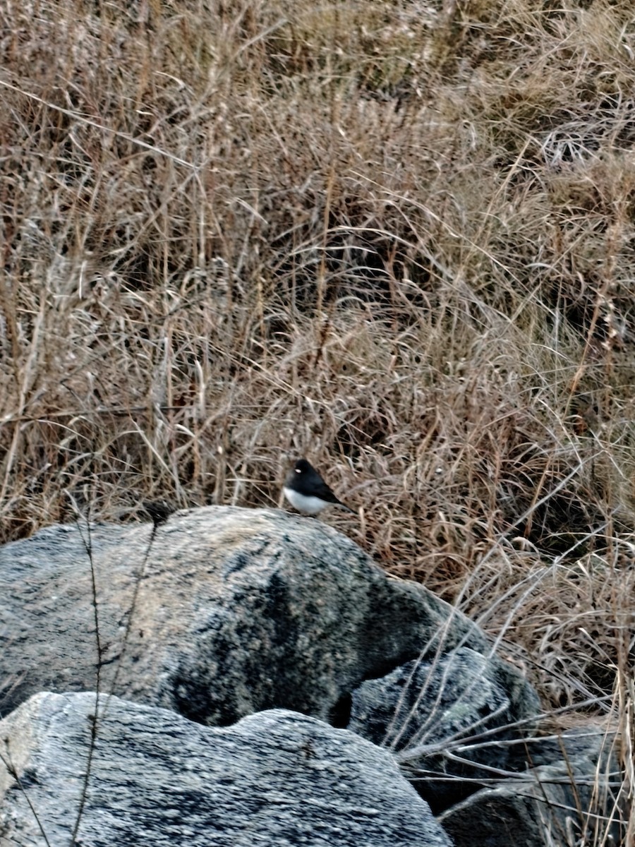 Dark-eyed Junco - ML646201090