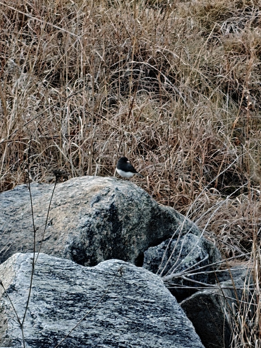 Dark-eyed Junco - ML646201092