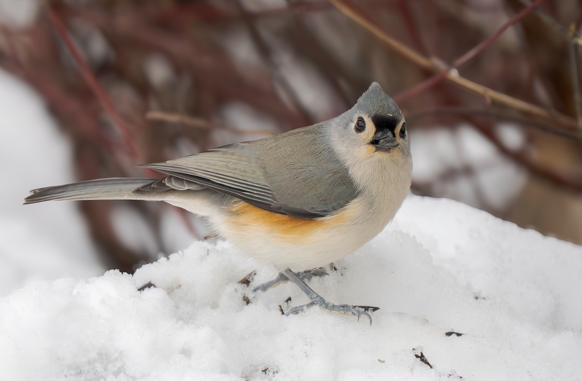 sýkora rezavoboká - ML646201106