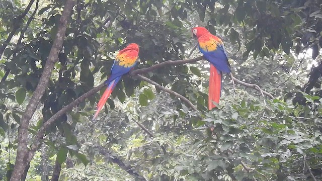 ara arakanga - ML646201109