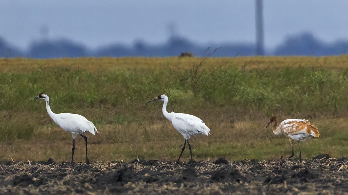 trompettrane - ML646201111