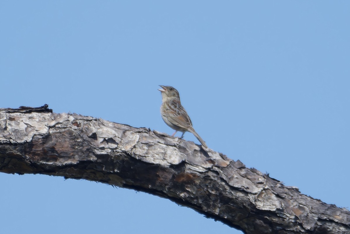 Bachman's Sparrow - ML646201116