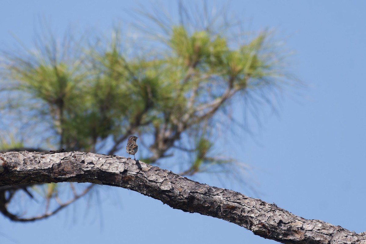 Bachman's Sparrow - ML646201117