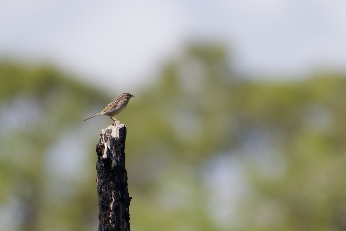Bachman's Sparrow - ML646201118