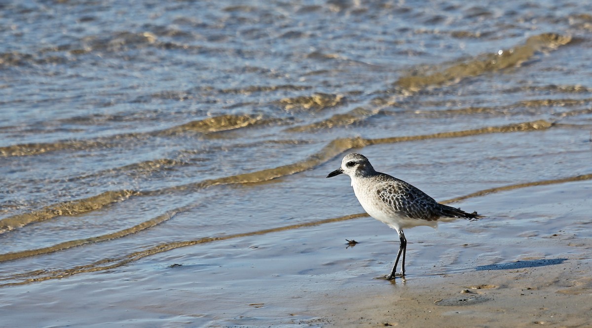 חופזי מנומר - ML646201126
