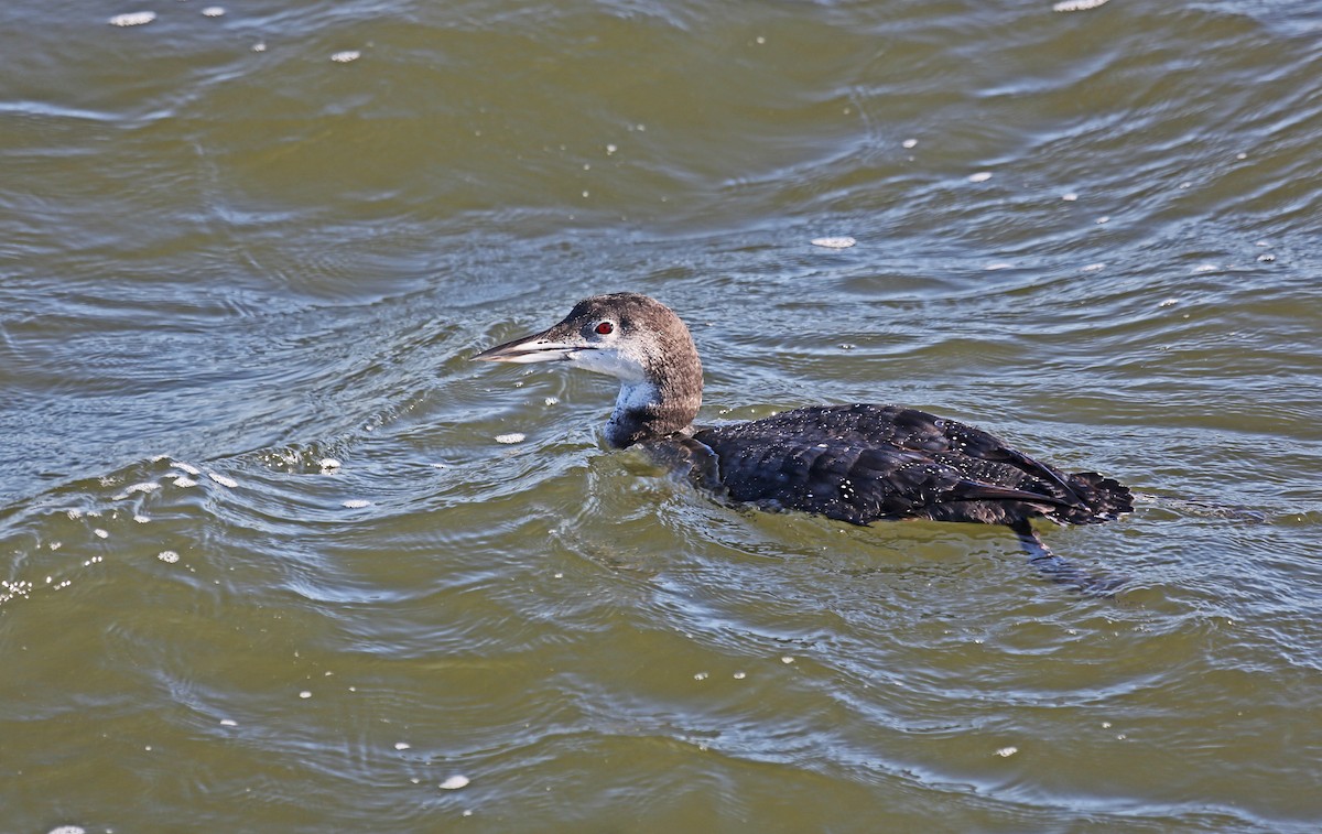 ハシグロアビ - ML646201137