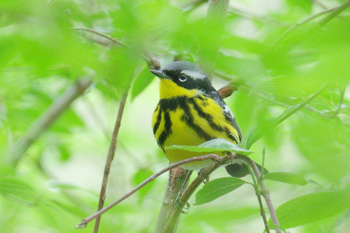 Magnolia Warbler - ML646201138