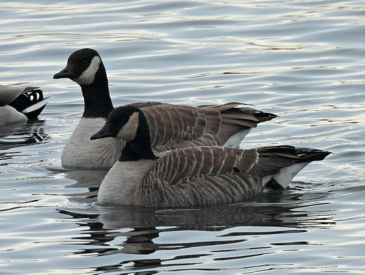 ברנטה גוצית - ML646201141