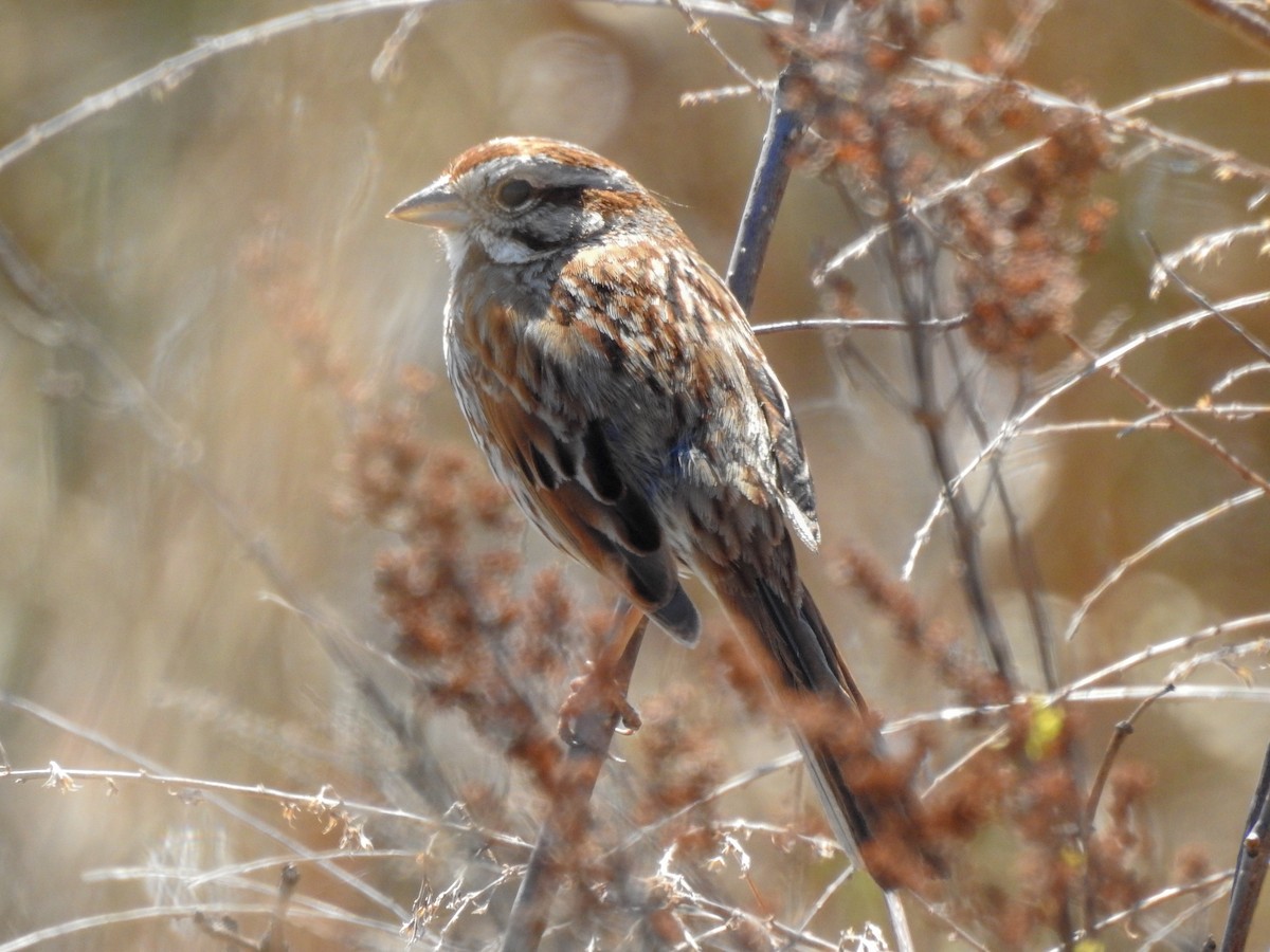 Song Sparrow - ML646201144
