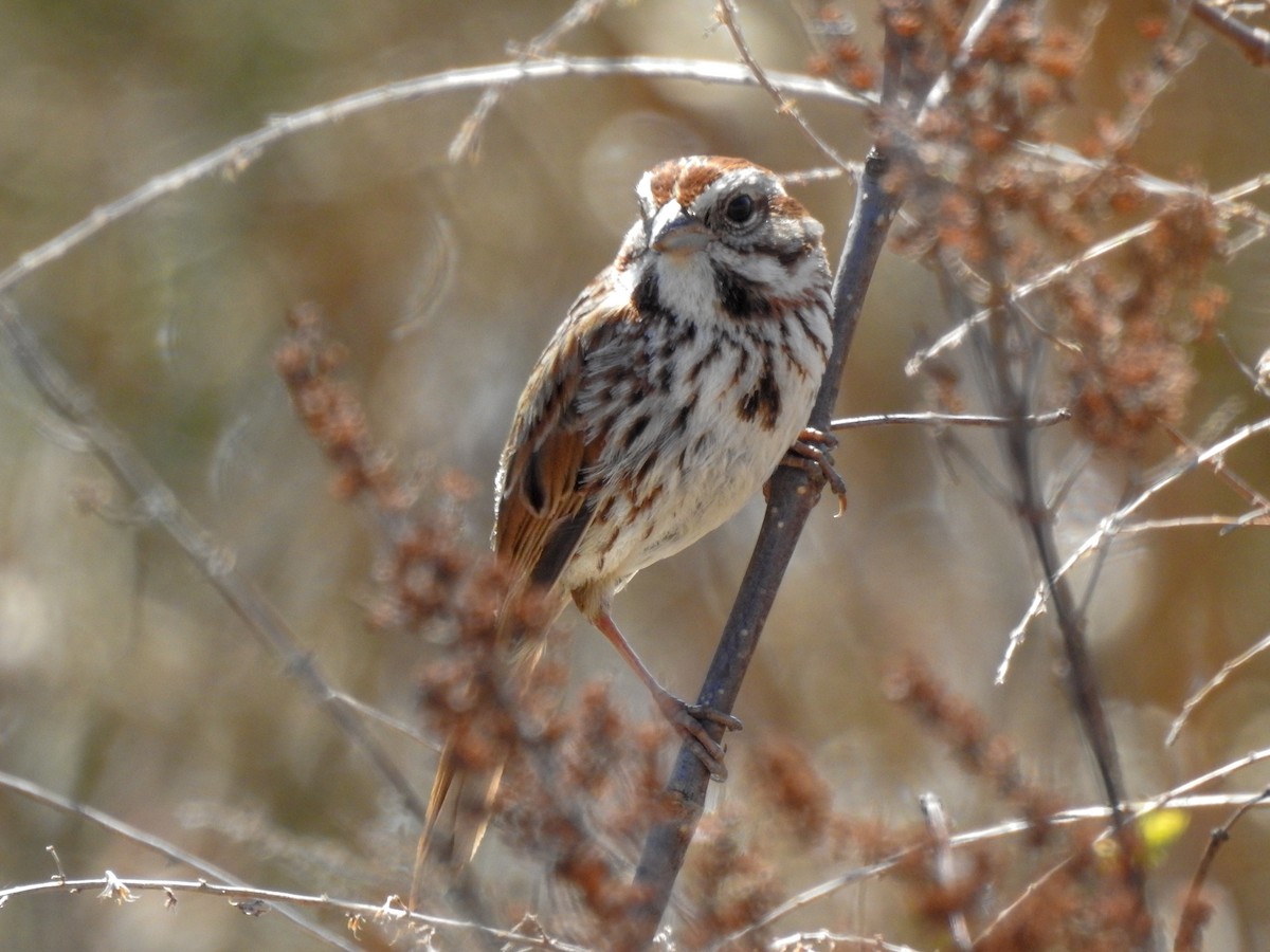 Song Sparrow - ML646201145