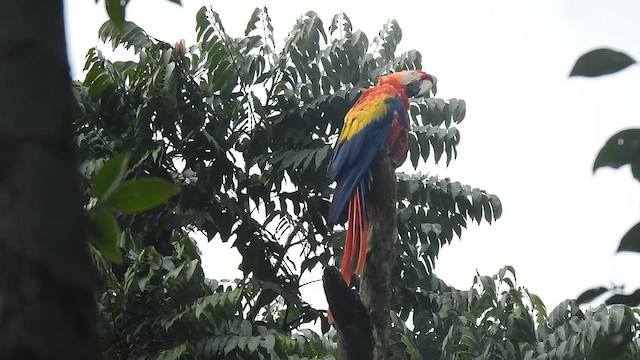 ara arakanga - ML646201151